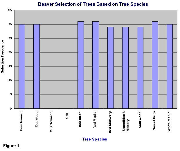 Bar graph of beaver selection of trees based on tree species, where selection frequency is nearly evenly distributed except for 0 values for musclewood and oak