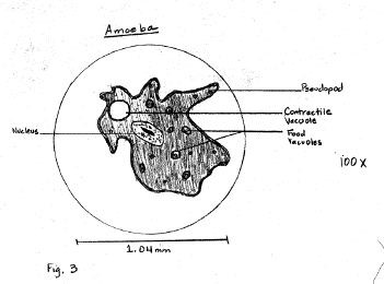 Anatomical sketch of Amoeba highlighting key organelles