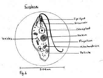 Anatomical sketch of Euglena highlighting key organelles