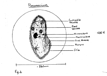 Anatomical sketch of Paramecium highlighting key organelles